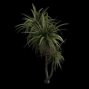 ShorelineCabbageTree