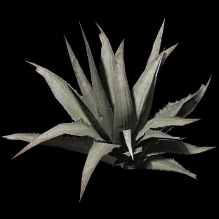 TitanApexAloevera