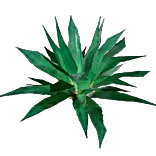 Agave