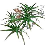 AloePlant