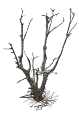 BareTree