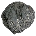 Barnacles