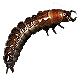 BeachBugs