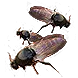 BeachBugs2