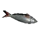 BeachFish