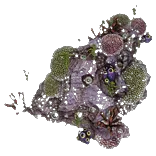 CoralCluster