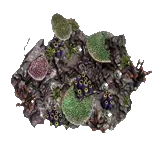 CoralFormation