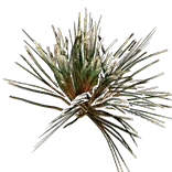 DesertGrass