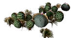 DesertPlants