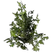 ForestBush