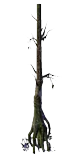 ForestTree