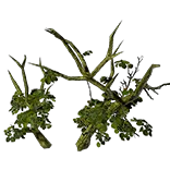 ForestTree2