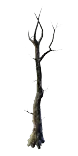 ForestTreeDry