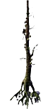ForestTreeSkulls1
