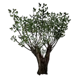 HideoutOriathFrozenVerdantTree
