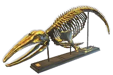 RuinedCityLibraryWhale