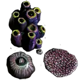 SmallCorals