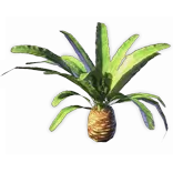 TreeBulbPalm