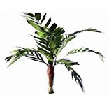 TreePalm