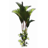 TreePalm2
