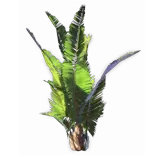 TreeRaphina