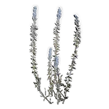 WhiteGrass