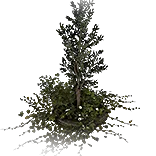 WorldTurtleTree