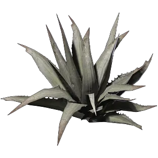 TitanApexAloevera